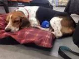 Adopt Buddy a Hound Beagle