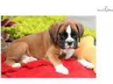 Freddie - Boxer Male