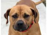 Adopt Bear a Shepherd