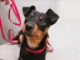 Adopt Sarah a White - with Black Basset Hound Jack Russell Terr