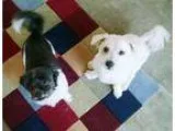 Adopt Spike and Scruffy (bonded pair) a Poodle Shih Tzu
