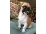 Adopt Cinnamon-pending a Tricolor (TanBrown and Black and White)