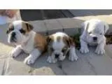 Organized English Bulldog Puppies