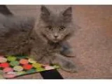 Adopt Ivy a Gray or Blue Domestic Longhair (long coat) cat in Ca