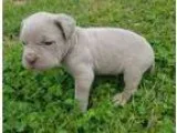 BUGGS Boston TerrierPug mix