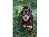 Adopt Benny a Dachshund  Mixed dog in Oakland CA (15375640)