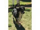 Adopt Atticus a Tricolor (TanBrown and Black and White) Tibetan 