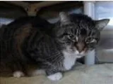 Adopt Gladys a Domestic Short Hair