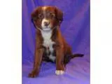 Adopt Angel a BrownChocolate - with White Australian Shepherd  M