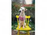 Adopt Daisy a Cattle Dog Terrier