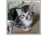 Adopt jada girl a Tiger Striped Domestic Shorthair (short coat) 