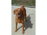 Adopt Mack a Golden Retriever  Vizsla  Mixed dog in Shaftsbury V