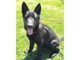 Adopt KELLOG-pending a Black German Shepherd Dog  Shepherd (Unkn