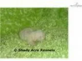 AKC Starky-GA- We offer delivery