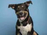 Adopt CHRISTOPHER ROBIN a Rottweiler  Mixed dog in Phoenix AZ (1