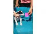 Adopt Puppy 100 (Earlville NY) a Australian Cattle Dog (Blue Hee