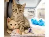 Adopt Kittens 1 and 3 a Orange or Red Tabby Domestic Longhair (l
