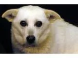 Adopt Sally a White Feist  Mixed dog in Newland NC (15348607)