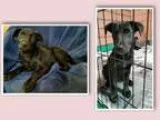 Adopt German ShepherdLabrador Retriever Puppies (Smyrna