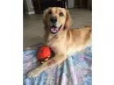 Adopt Dolly a Golden Retriever