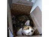 Adopt Duchess a Calico or Dilute Calico Domestic Shorthair  Mixe
