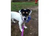Adopt Olive a Catahoula Leopard Dog Labrador Retriever