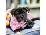 Adopt Sadie a Newfoundland Dog