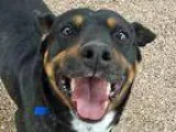 Adopt REX a Rottweiler  Mixed dog in Denver CO (15316861)
