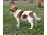 Adopt Rocket a Beagle Hound