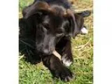 Adopt Ash a Black - with White Labrador Retriever  Mixed dog in 