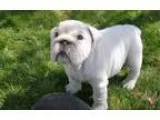 Able English Bulldog Puppies