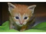Adopt Oliver a Orange or Red (Mostly) Domestic Shorthair (short 