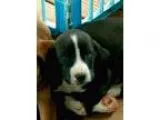 Adopt LabSpringer mix coming 5-1 a Black - with Brown Red Golden