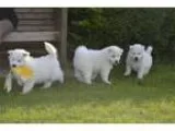 Samoyed Puppies for sale 500