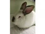 Adopt Cadbury a Californian