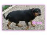 Adopt Nina a Black - with Brown Red Golden Orange or Chestnut Ro
