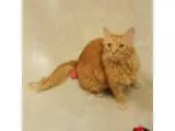 Adopt Mr Business a Orange or Red Tabby Domestic Longhair (long 