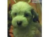 chinese crested power puffs
