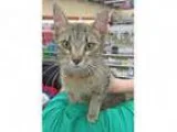 Adopt Girlfriend a Domestic Short Hair