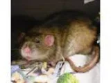 Adopt Gerald a Rat