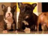 g french bulldog puppies