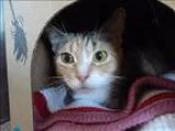 Adopt Myia a Domestic Short Hair