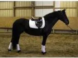 16H Bay Friesian Cross Mare Impeccable Personality 8500 For Sale