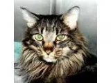 Adopt Garnet a All Black Maine Coon  Mixed cat in Norfolk VA (14