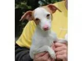 Adopt Pinky 24171 a White - with Brown or Chocolate Dachshund  M