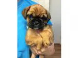Adopt Chiquita (FORT COLLINS) a TanYellowFawn - with Black Pug  