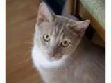 Adopt Finn a Domestic Short Hair - buff and white