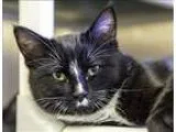 Adopt Arrow a Domestic Medium Hair