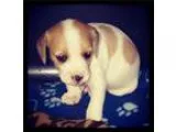 Adopt Warren a White - with Red Golden Orange or Chestnut Beagle