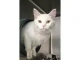 Adopt Joy a White Domestic Mediumhair (medium coat) cat in Chica